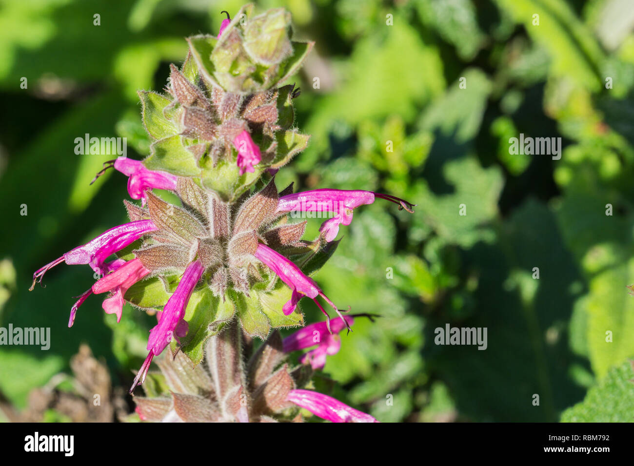 Hummingbird sage (Salvia spathacea) flowers, California Stock Photo