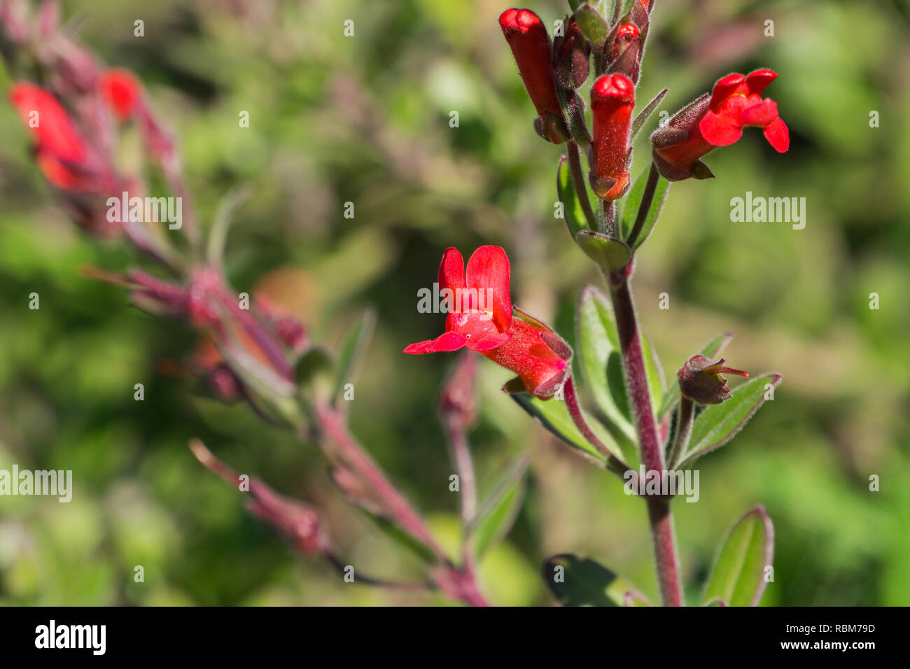 Island Bush Snapdragon (Gambelia speciosa) flowers, drought tolerant, California native plant, endangered specie Stock Photo