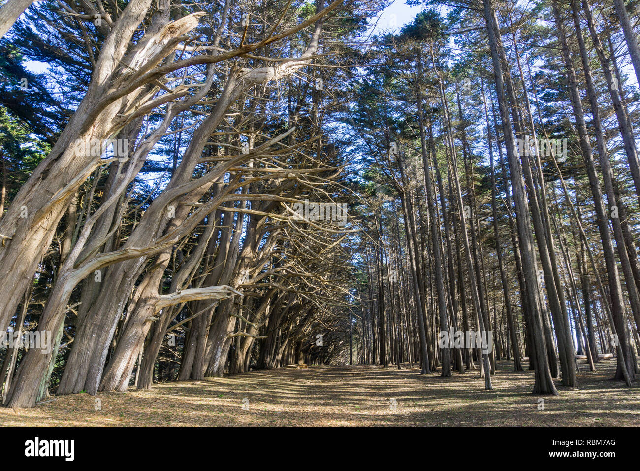Large path in a Cypress trees forest, Fitzgerald Marine Reserve, Moss Beach, California Stock Photo