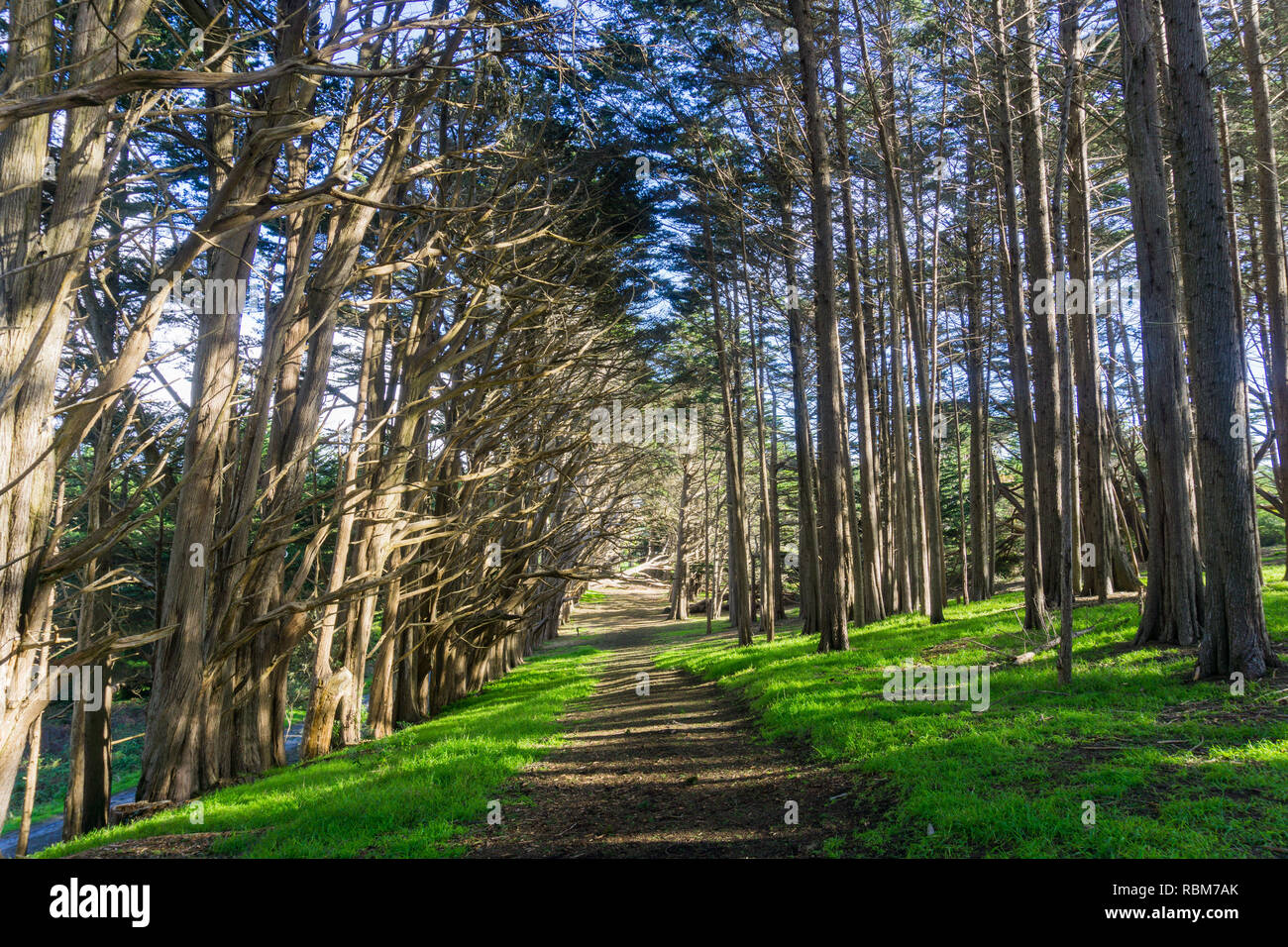 Trail in a Cypress trees forest, Fitzgerald Marine Reserve, Moss Beach, California Stock Photo