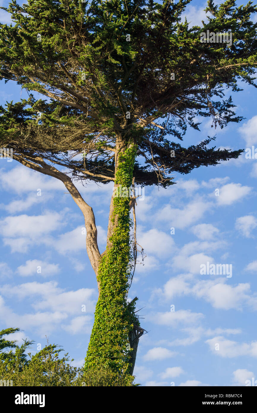 Cypress tree covered in climbing ivy, California Stock Photo