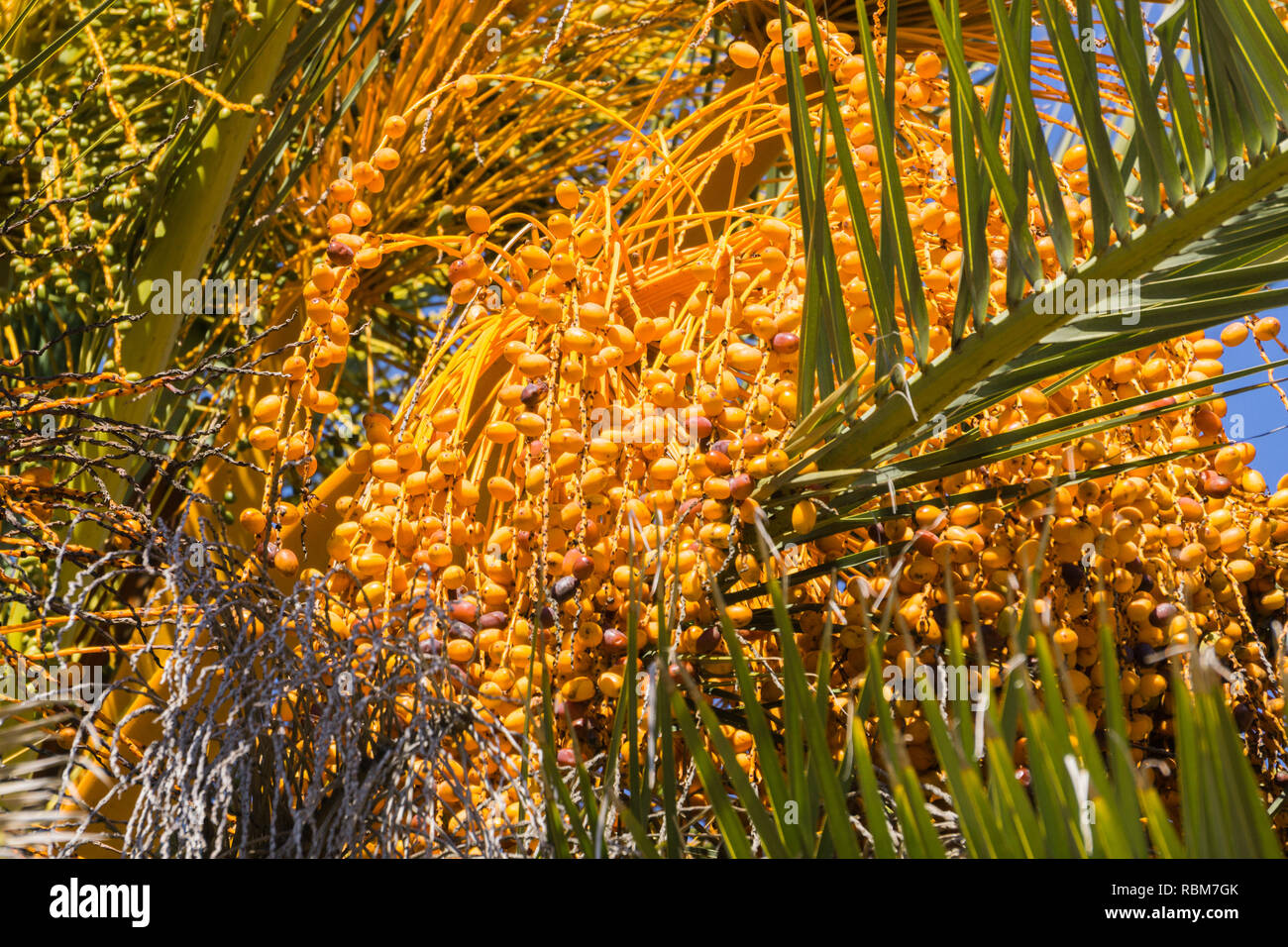 Close up of Date Palm Tree, California Stock Photo