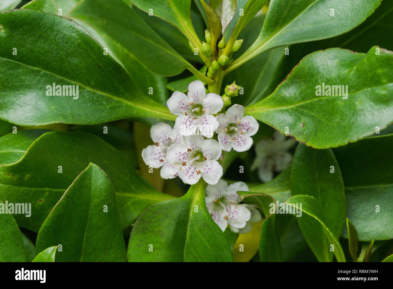 Myoporum laetum; Ngaio Tree native to New Zealand and considered invasive in California Stock Photo