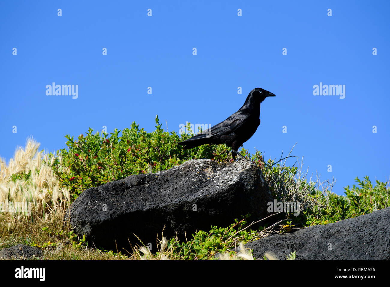 Australian bird, black crow perched on rock ready for take off with blue sky background, Victoria Australia Stock Photo