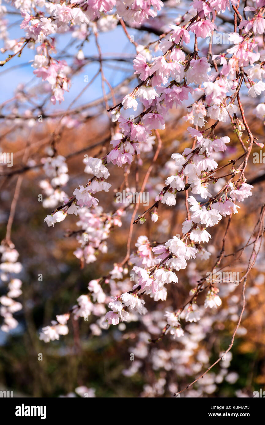 Autumnalis Makino Or Autumunalis Makino Or Winter Flowering Cherry Blossom On December 18 In Kenrokuen Park At Kanasawa Japan Stock Photo Alamy