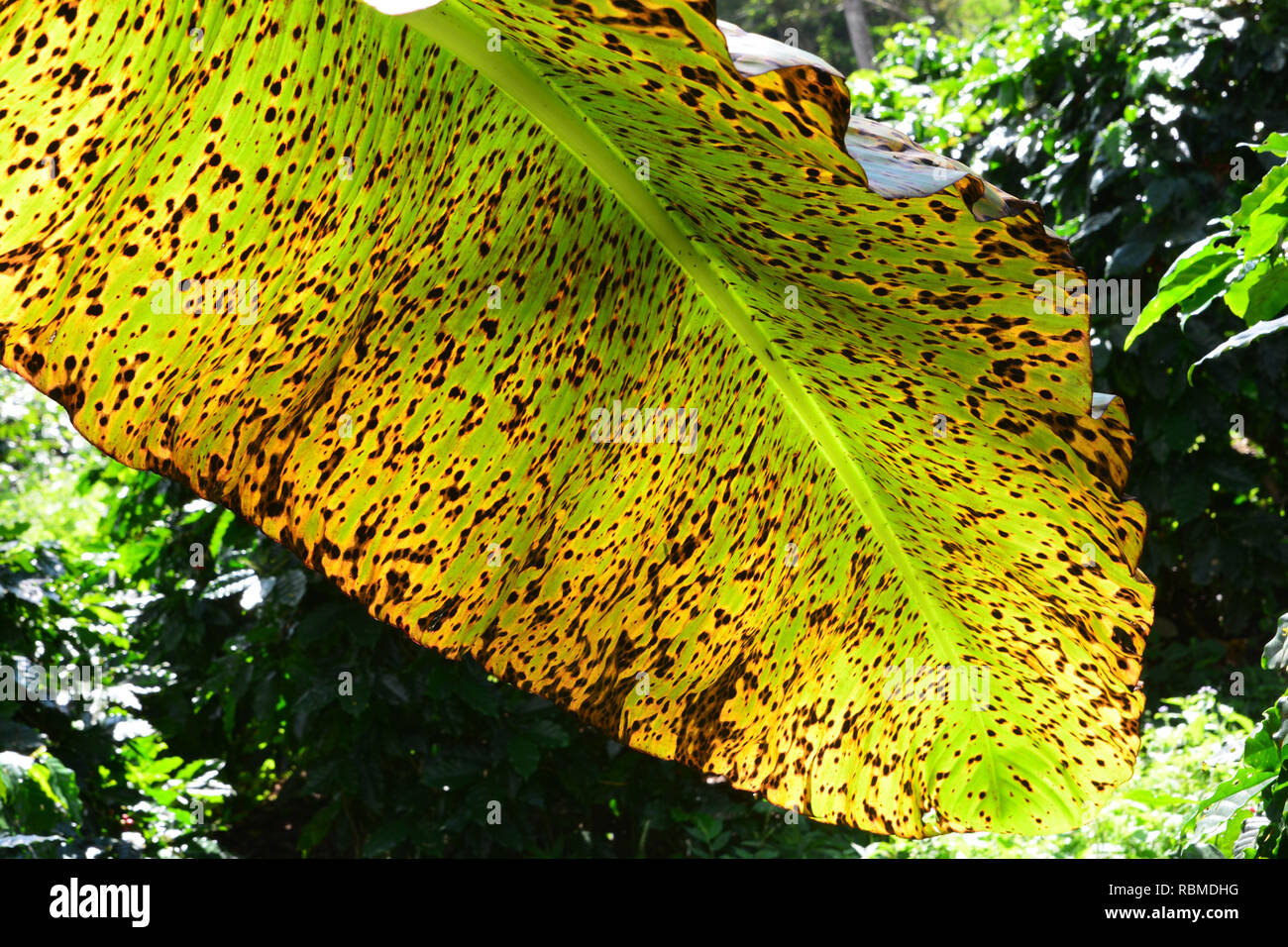 plant disease on a banana leaf Stock Photo