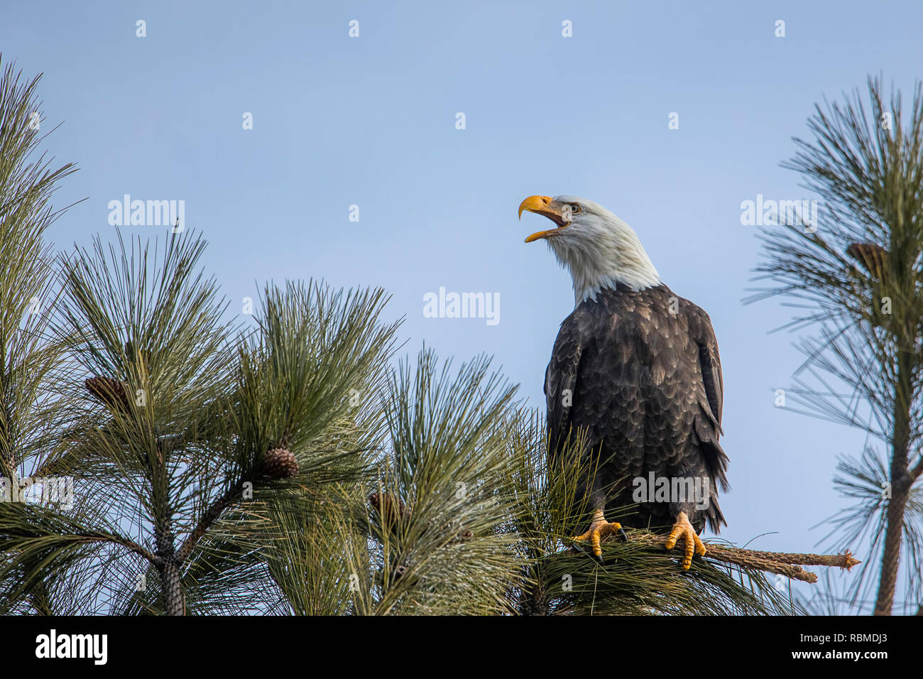 A majestic american bald eagle is perched on a branch against a blue sky calling out in north