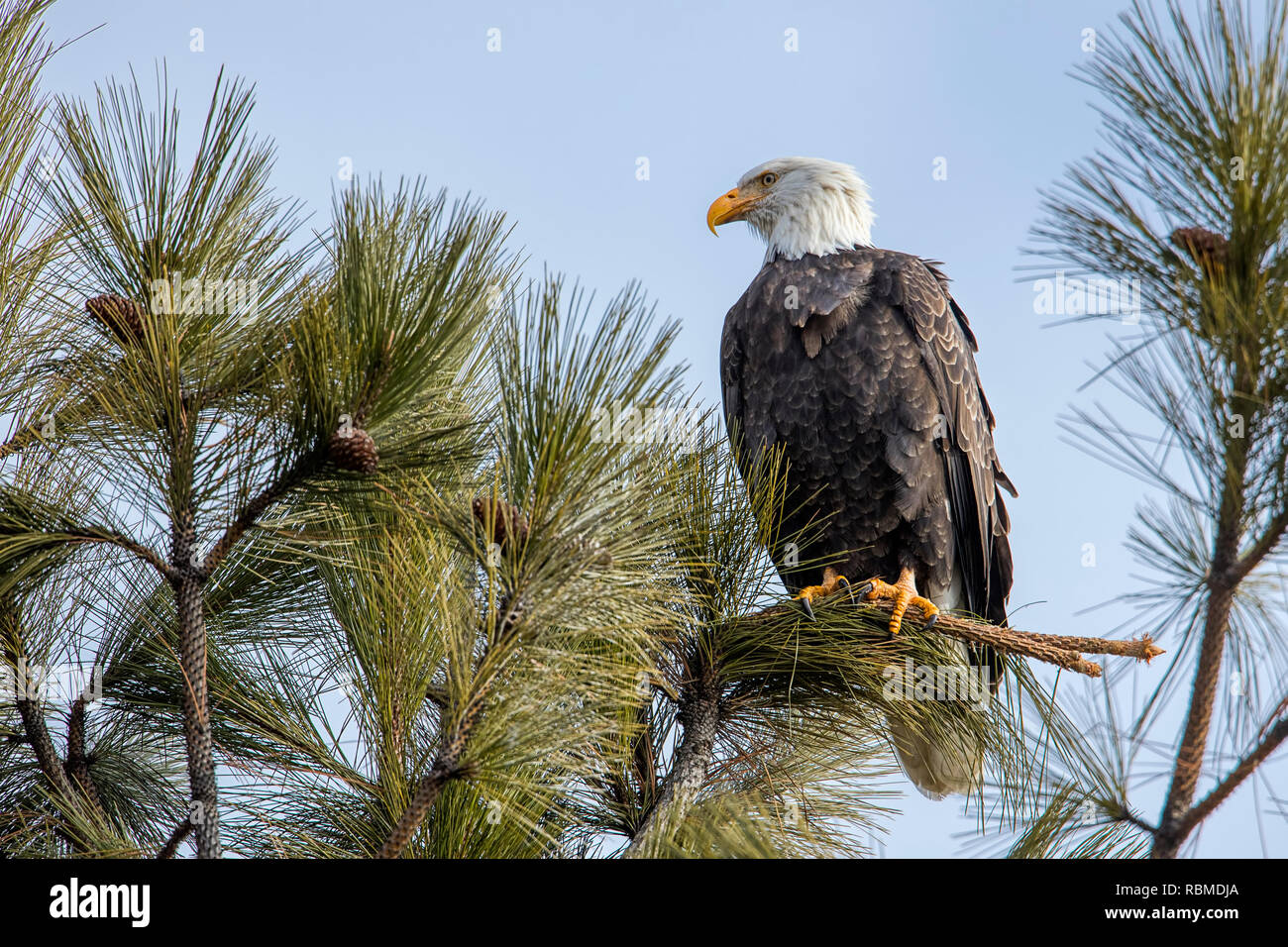A majestic american bald eagle is perched on a branch against a blue