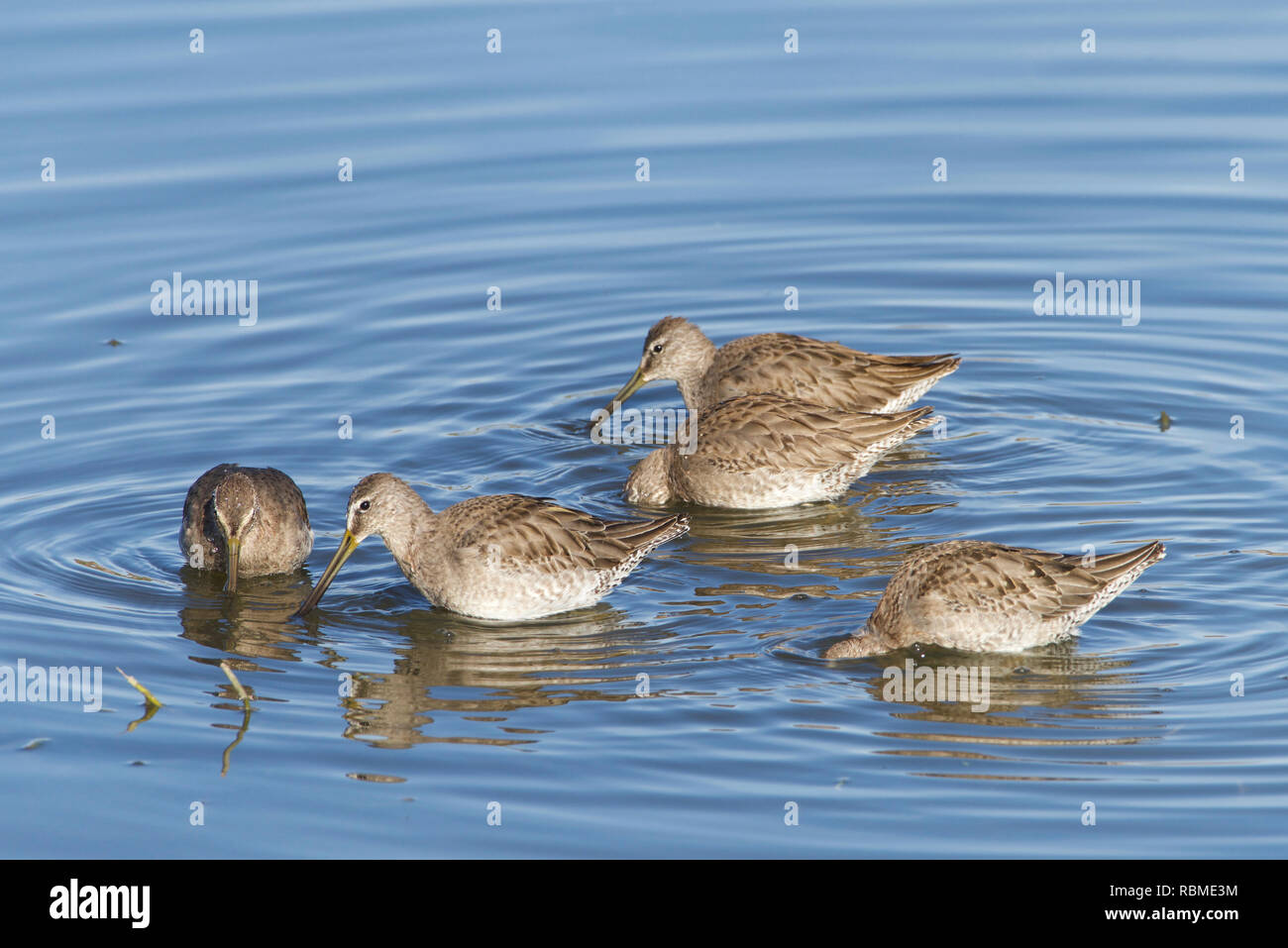 Many sandpipers foraging for food in a shallow marsh along coastal Southern California. Stock Photo