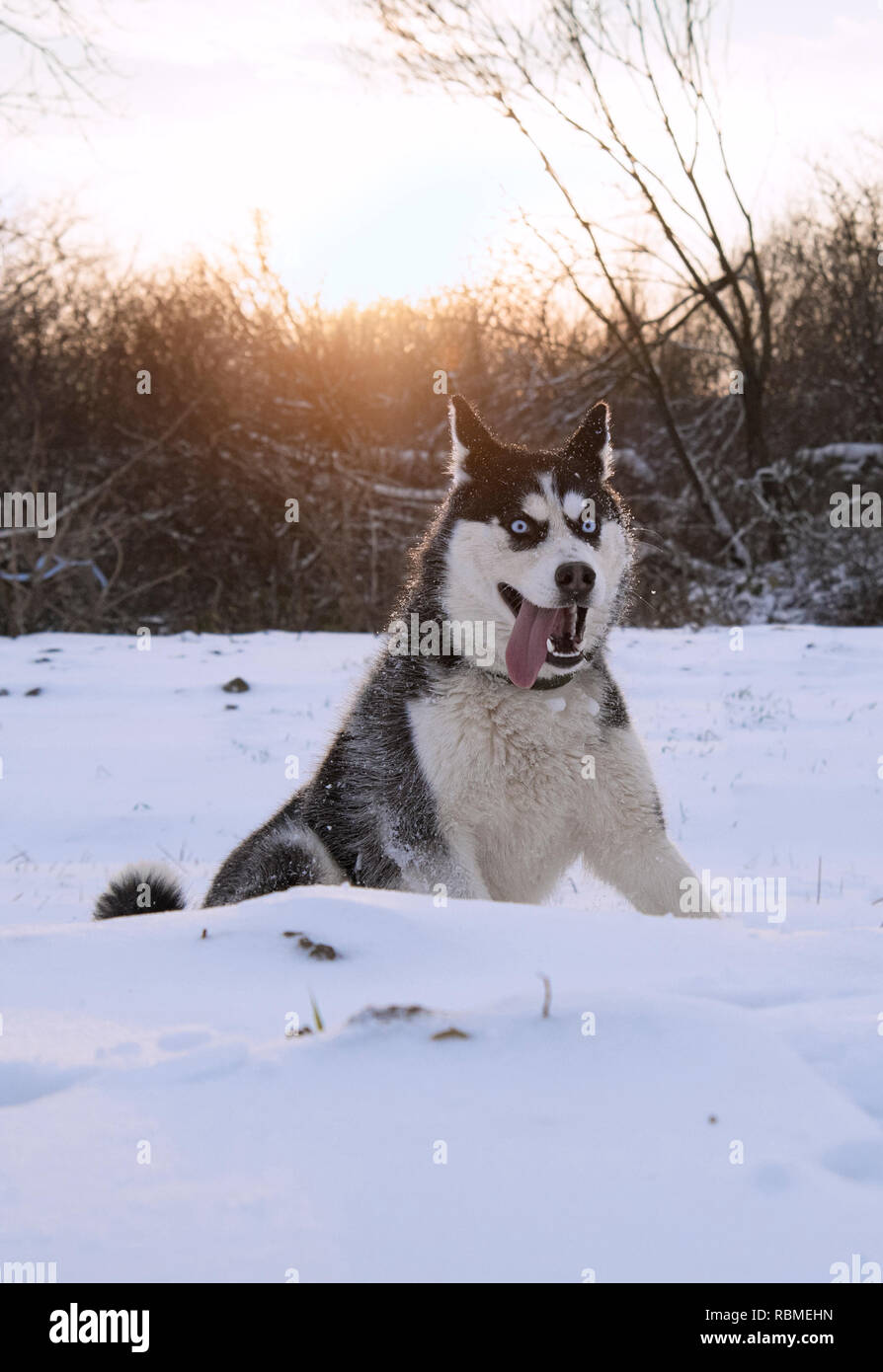Page 11 Wolf In Black Background High Resolution Stock Photography And Images Alamy