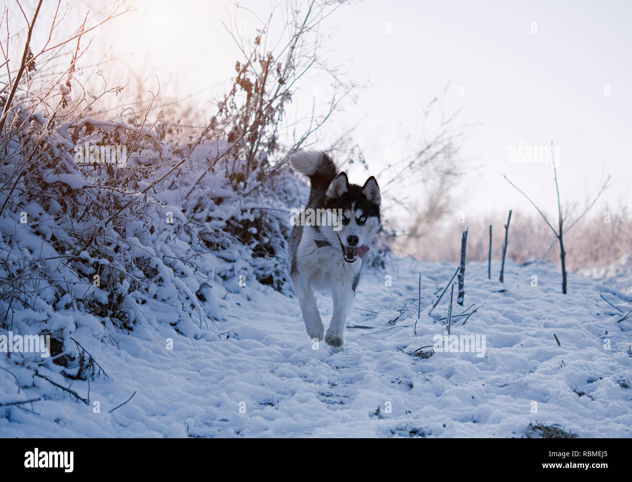 Dog breed Siberian Husky running on a snowy field Stock Photo - Alamy