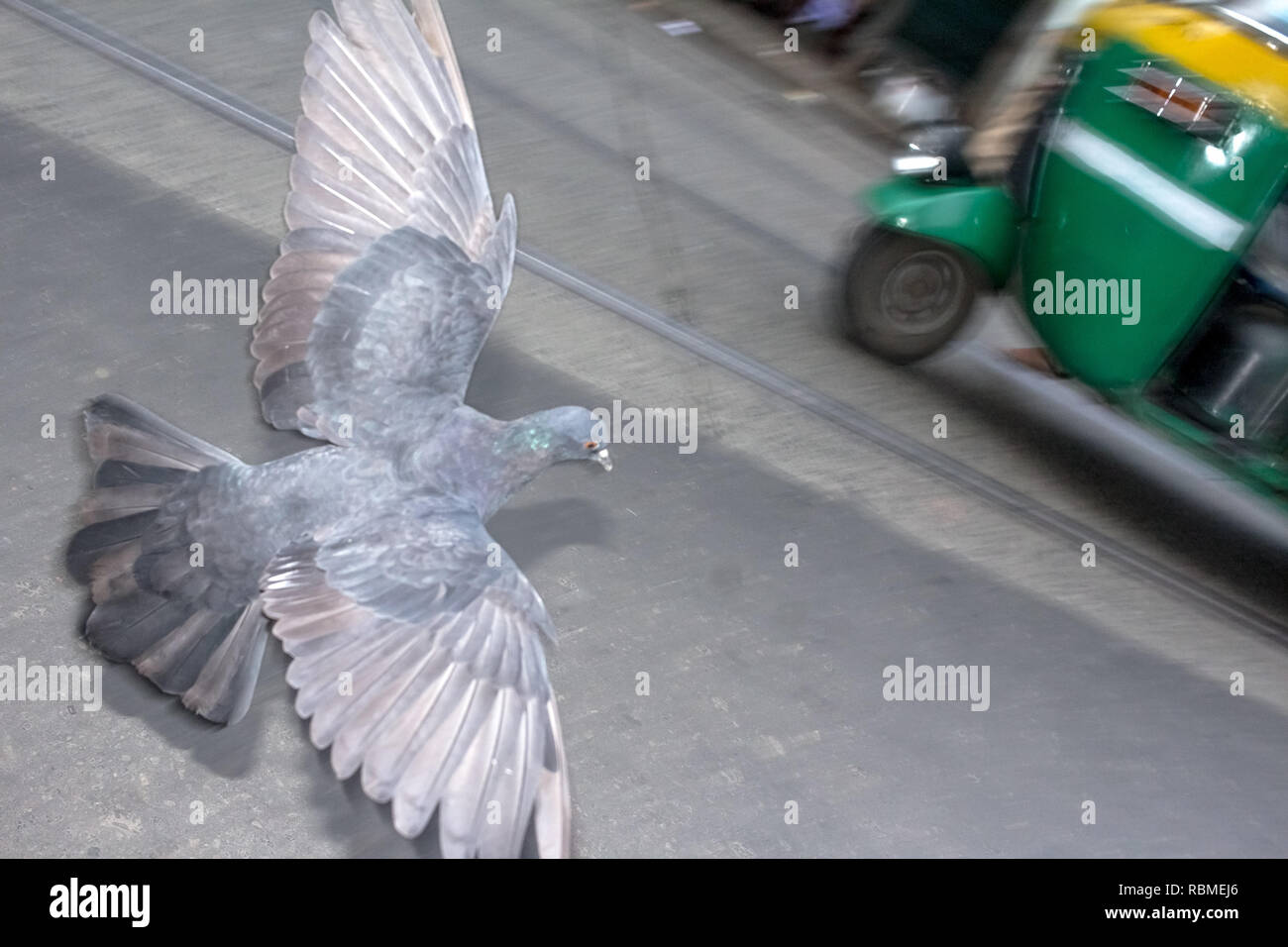 Colors Pigeon Place High Resolution Stock Photography And Images Alamy