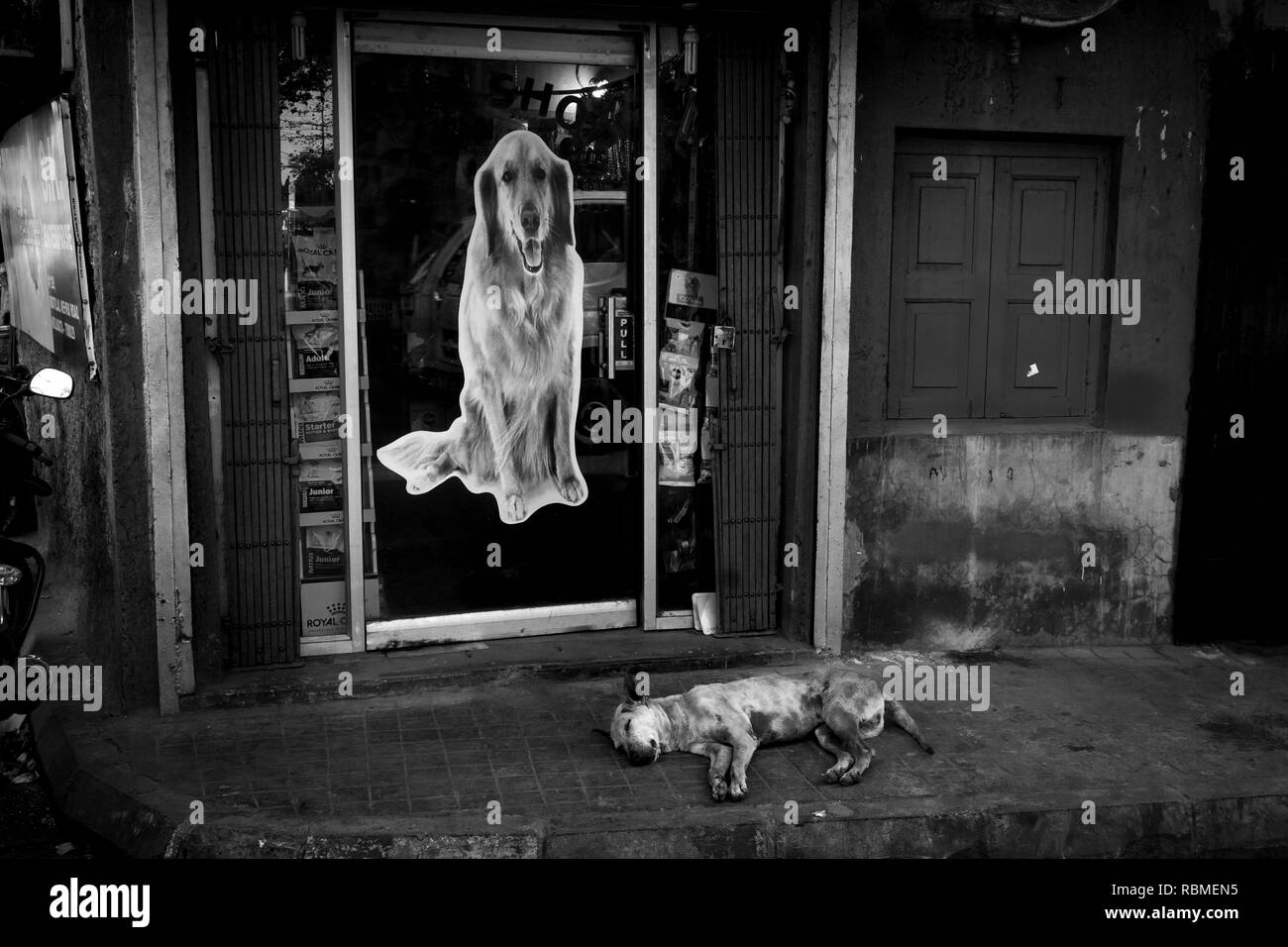 Dog sleeping outside pet shop, Kolkata, West Bengal, India, Asia Stock Photo