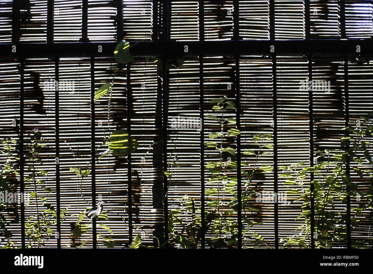 Window Blinds Stock Photo