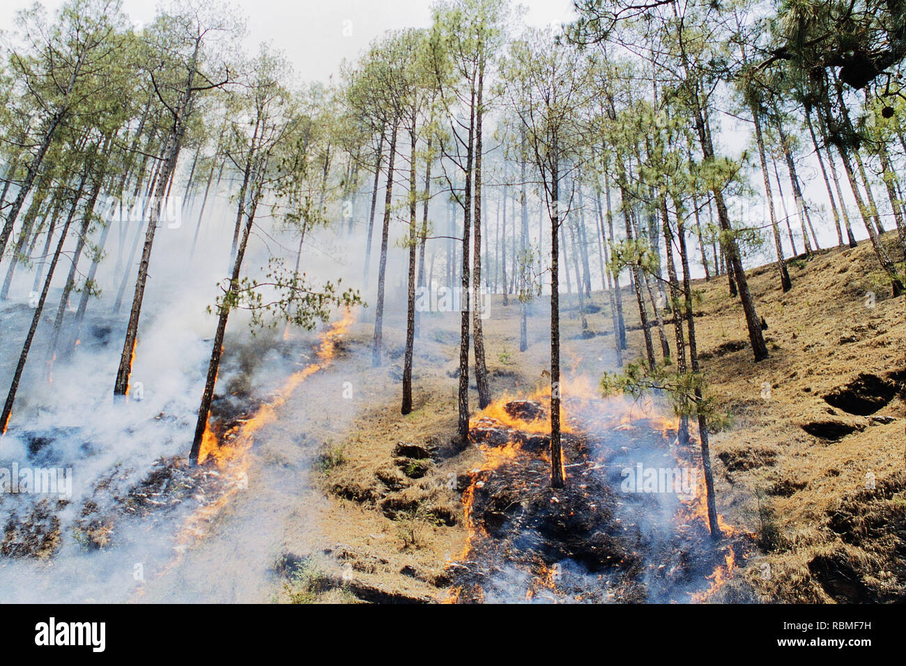Trees burning in forest fire, Almora, Uttar Pradesh, India, Asia Stock Photo