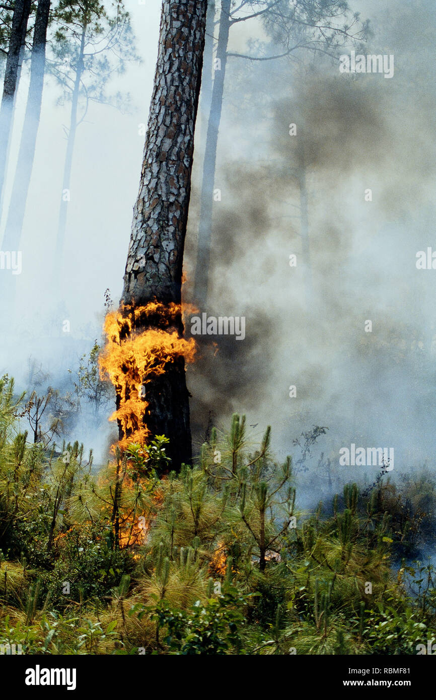 Trees burning in forest fire, Almora, Uttar Pradesh, India, Asia Stock Photo