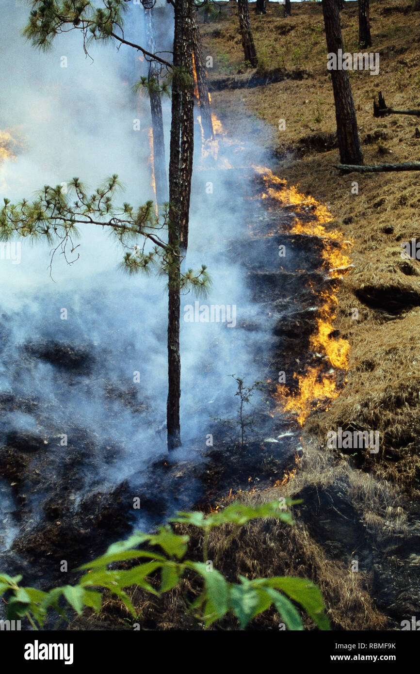 Trees burning in forest fire, Himalayas, India, Asia Stock Photo