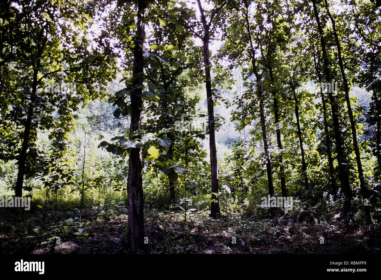 Jag 264639 hires stock photography and images Alamy