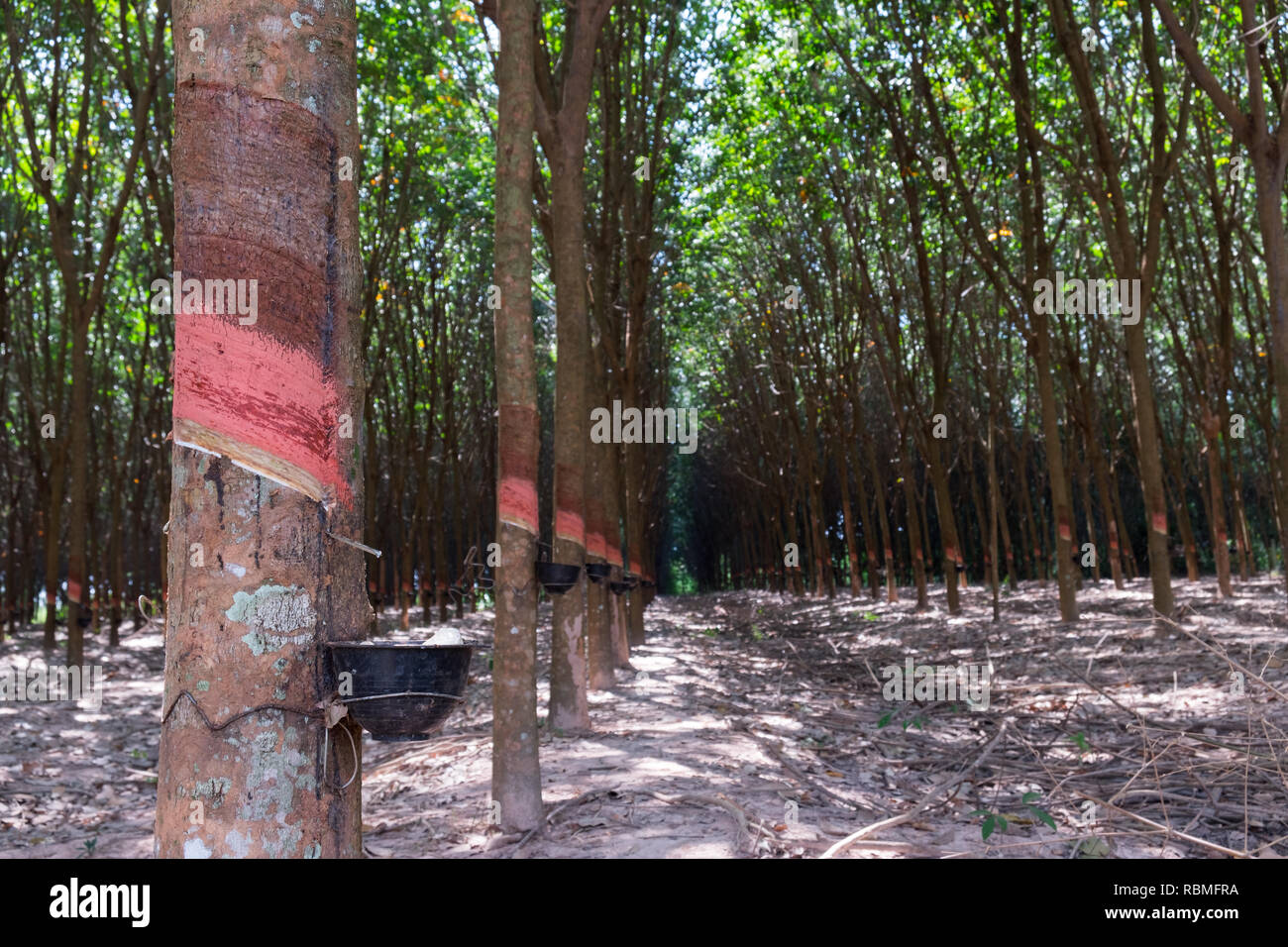 Collecting Organic Rubber From A Tree In South East Asia Stock Photo