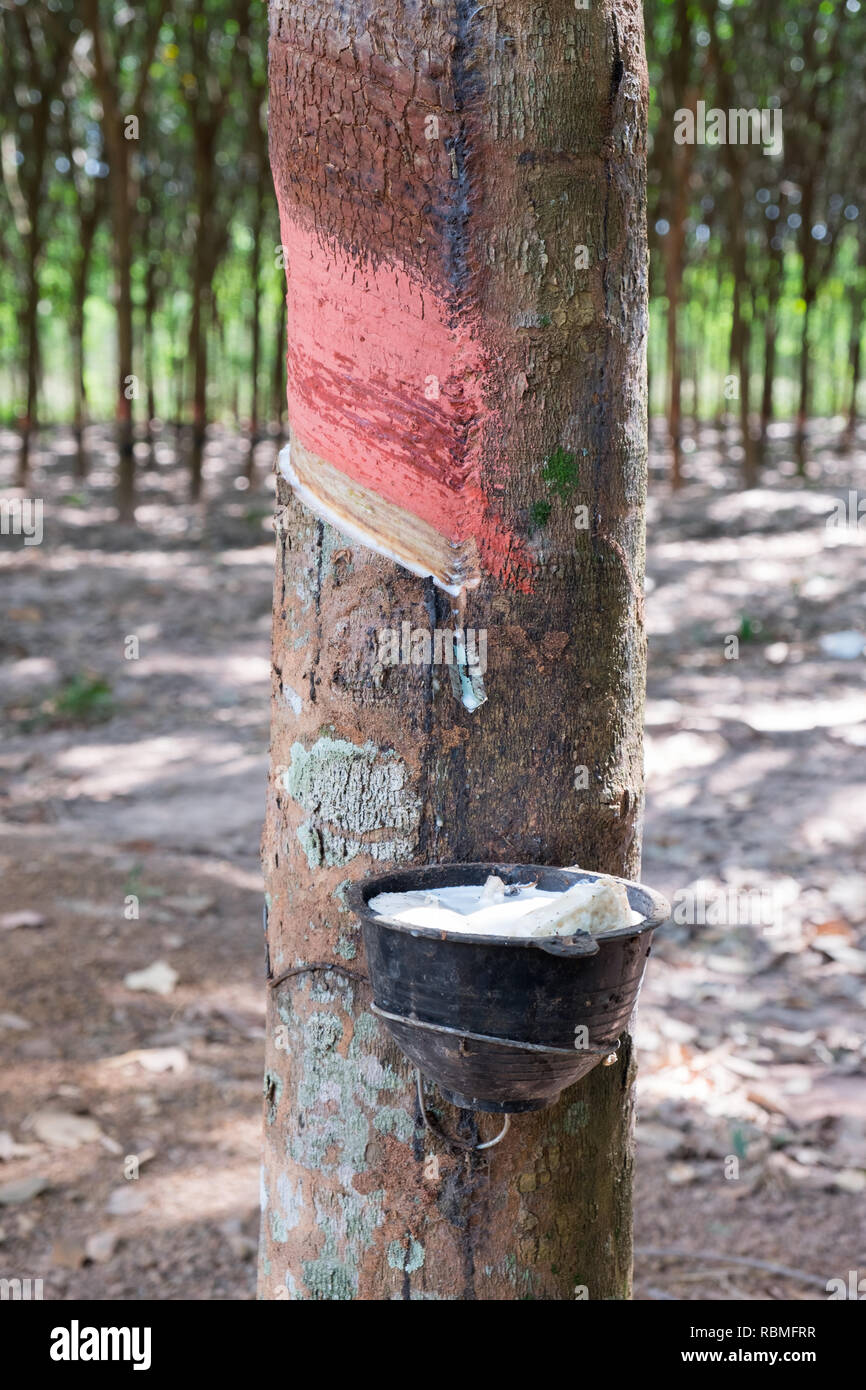 Collecting Organic Rubber From A Tree In South East Asia Stock Photo