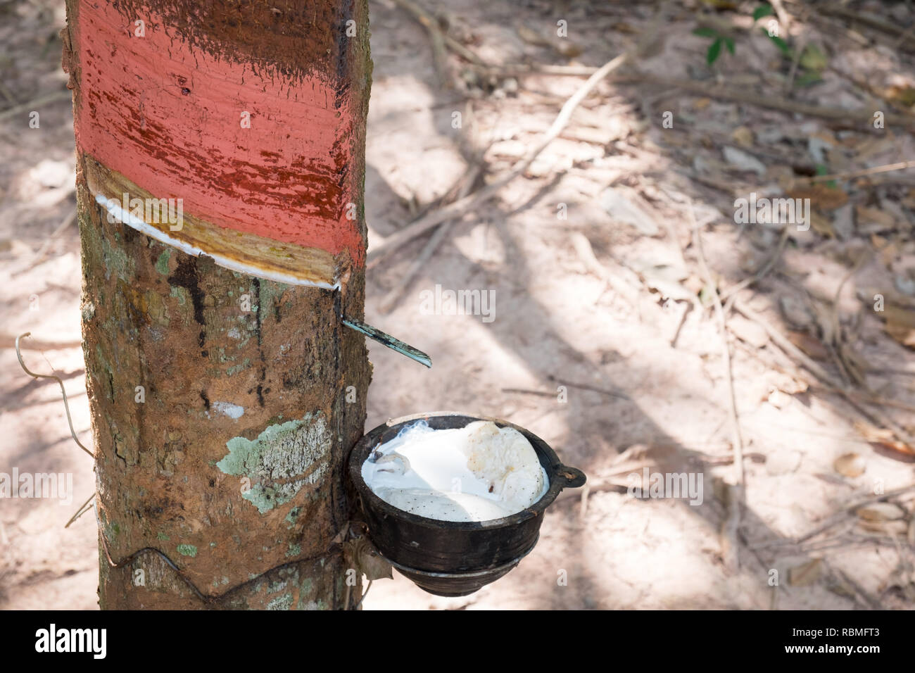 Collecting Organic Rubber From A Tree In South East Asia Stock Photo
