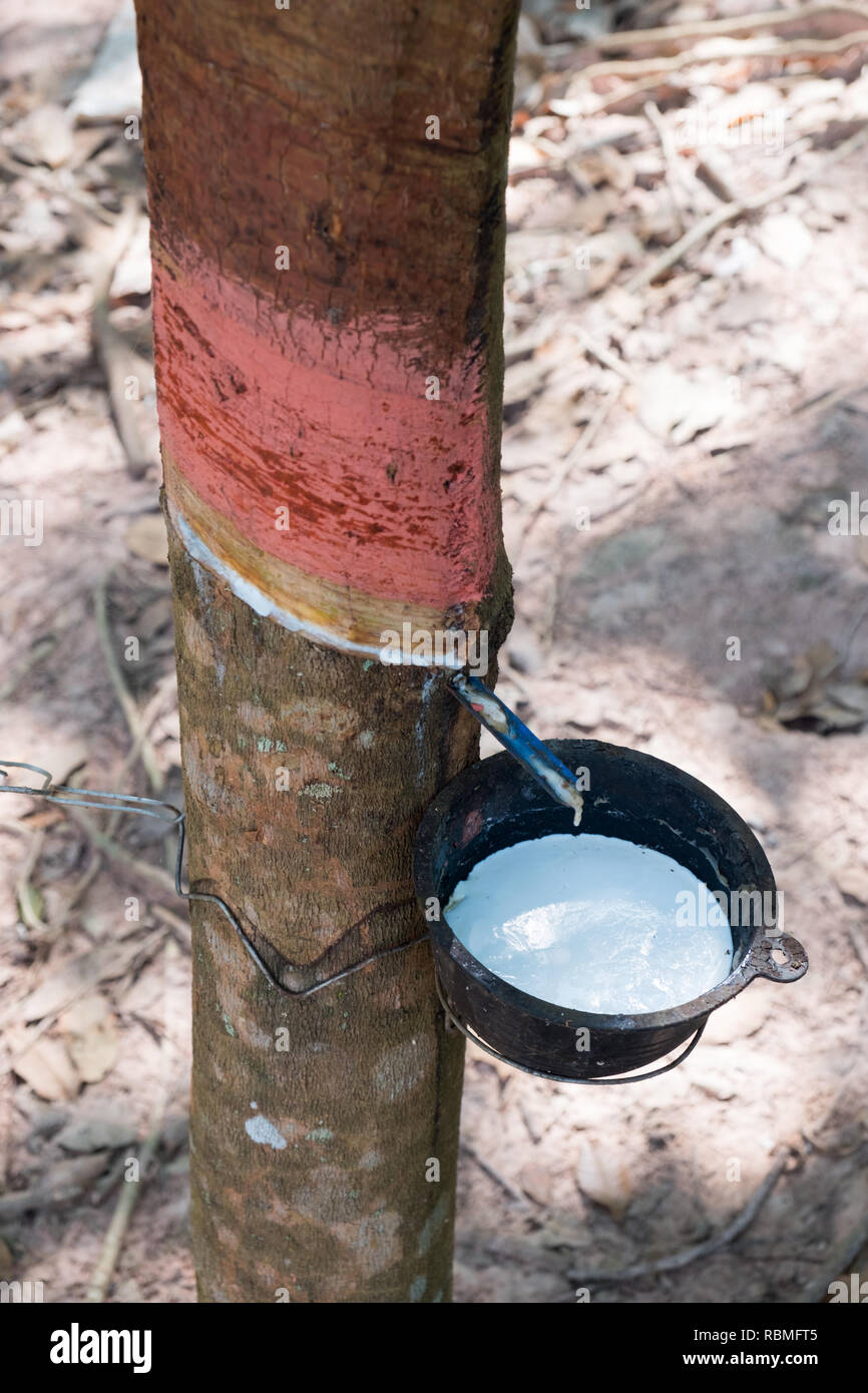 Rubber extract hires stock photography and images Alamy