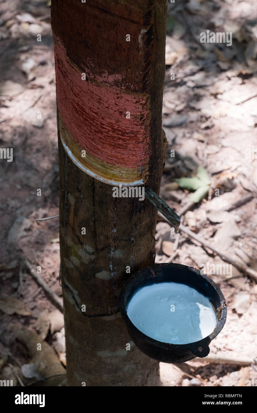 Collecting Organic Rubber From A Tree In South East Asia Stock Photo