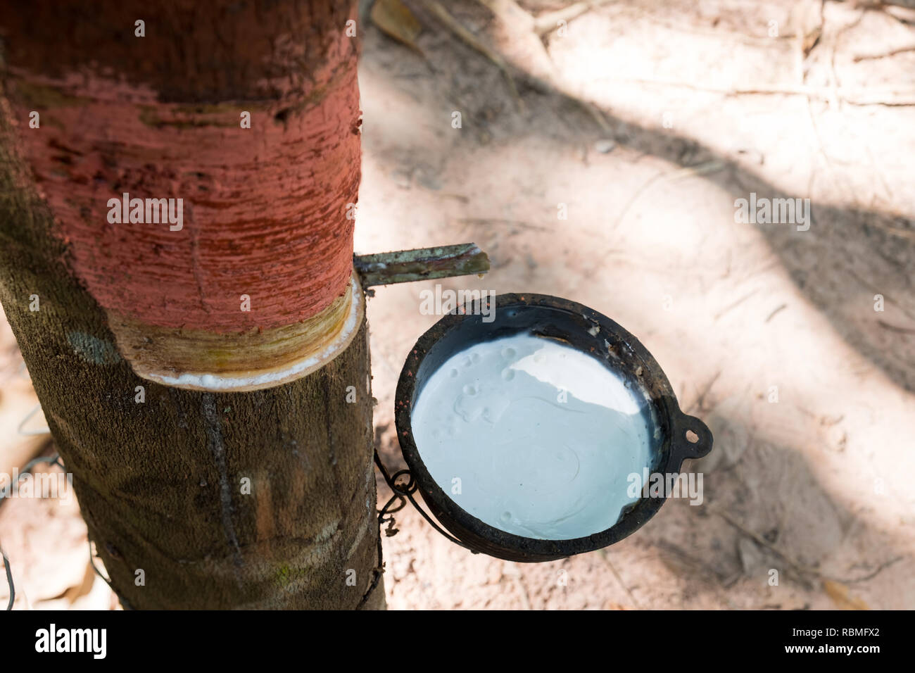 Collecting Organic Rubber From A Tree In South East Asia Stock Photo