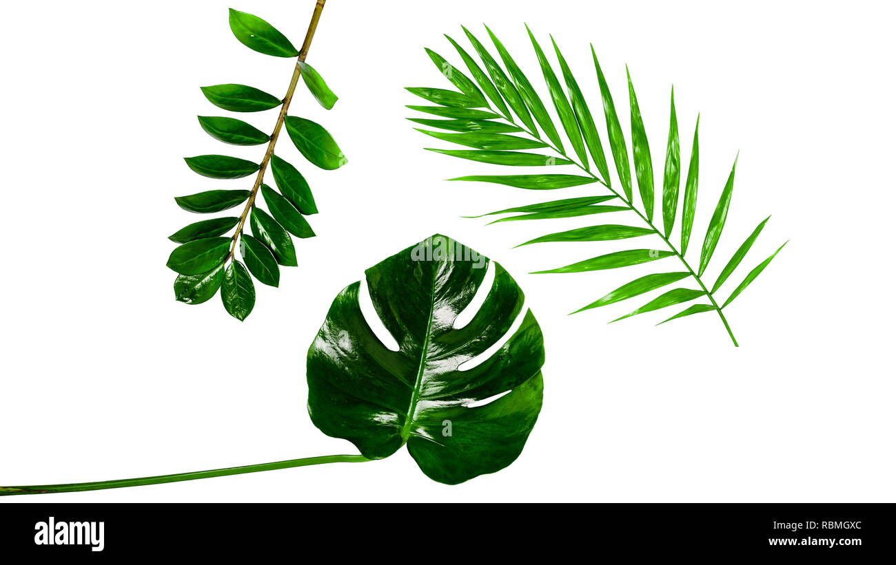 monstera leaves and palm, tropical leaves, isolated on white background ...