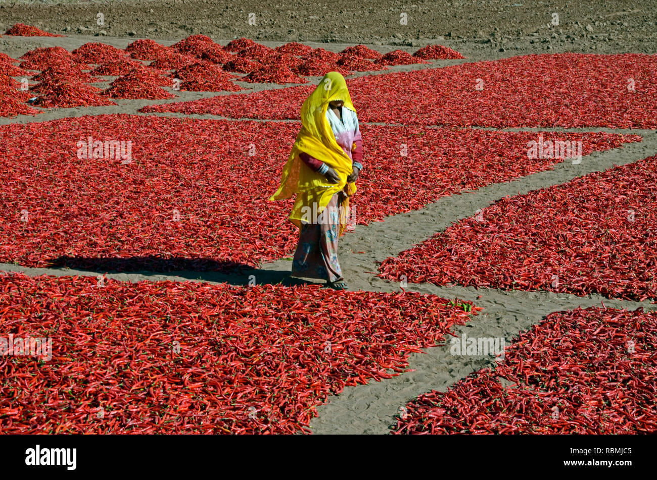 woman in Red chili field, Jodhpur, Mathania, Rajasthan, India, Asia Stock Photo