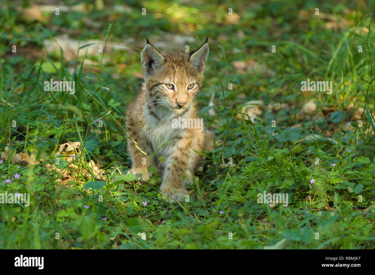 European Lynx, Lynx Lynx, Kitten, Germany Stock Photo
