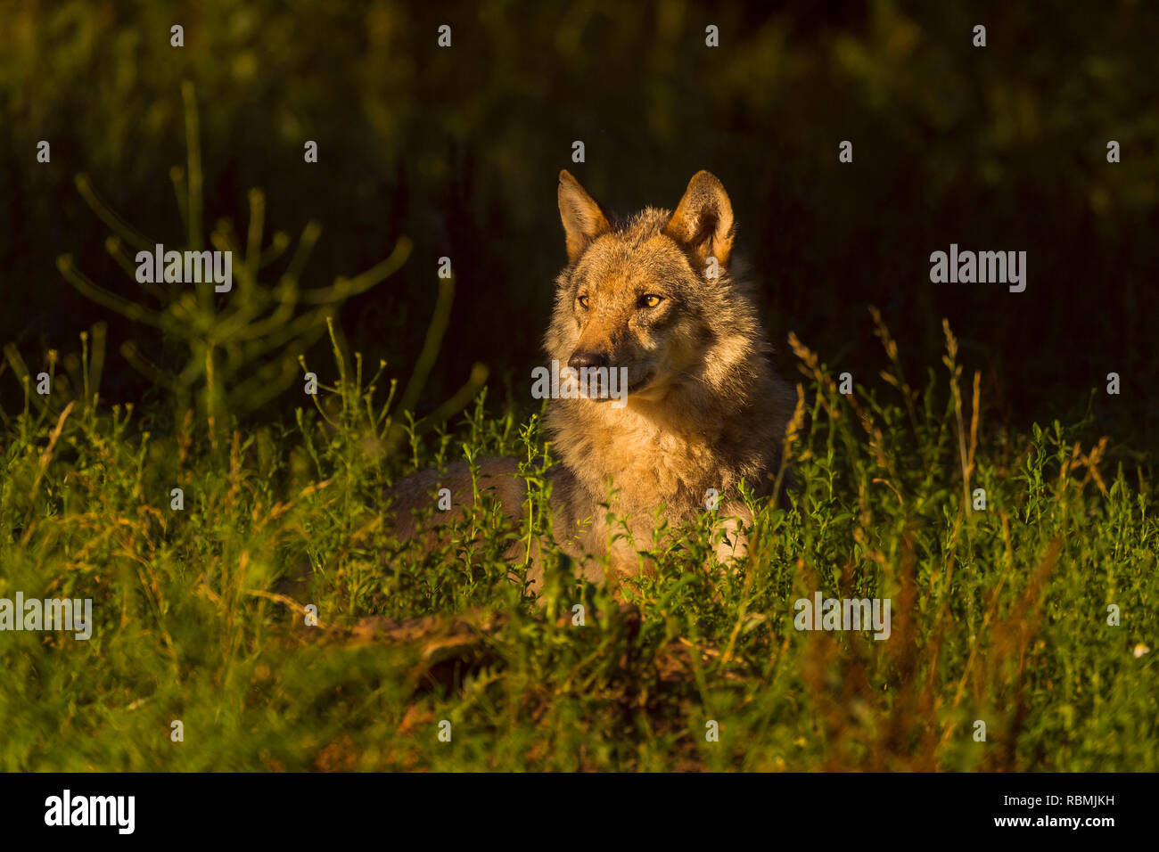 European Gray Wolf, Canis lupus lupus, Germany Stock Photo - Alamy