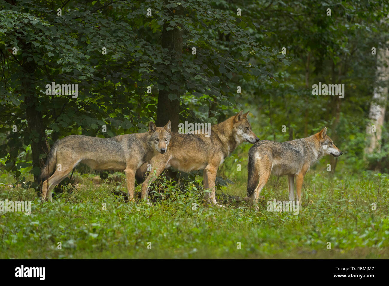 European Gray Wolf, Canis lupus lupus, tree Wolves, Germany Stock Photo ...