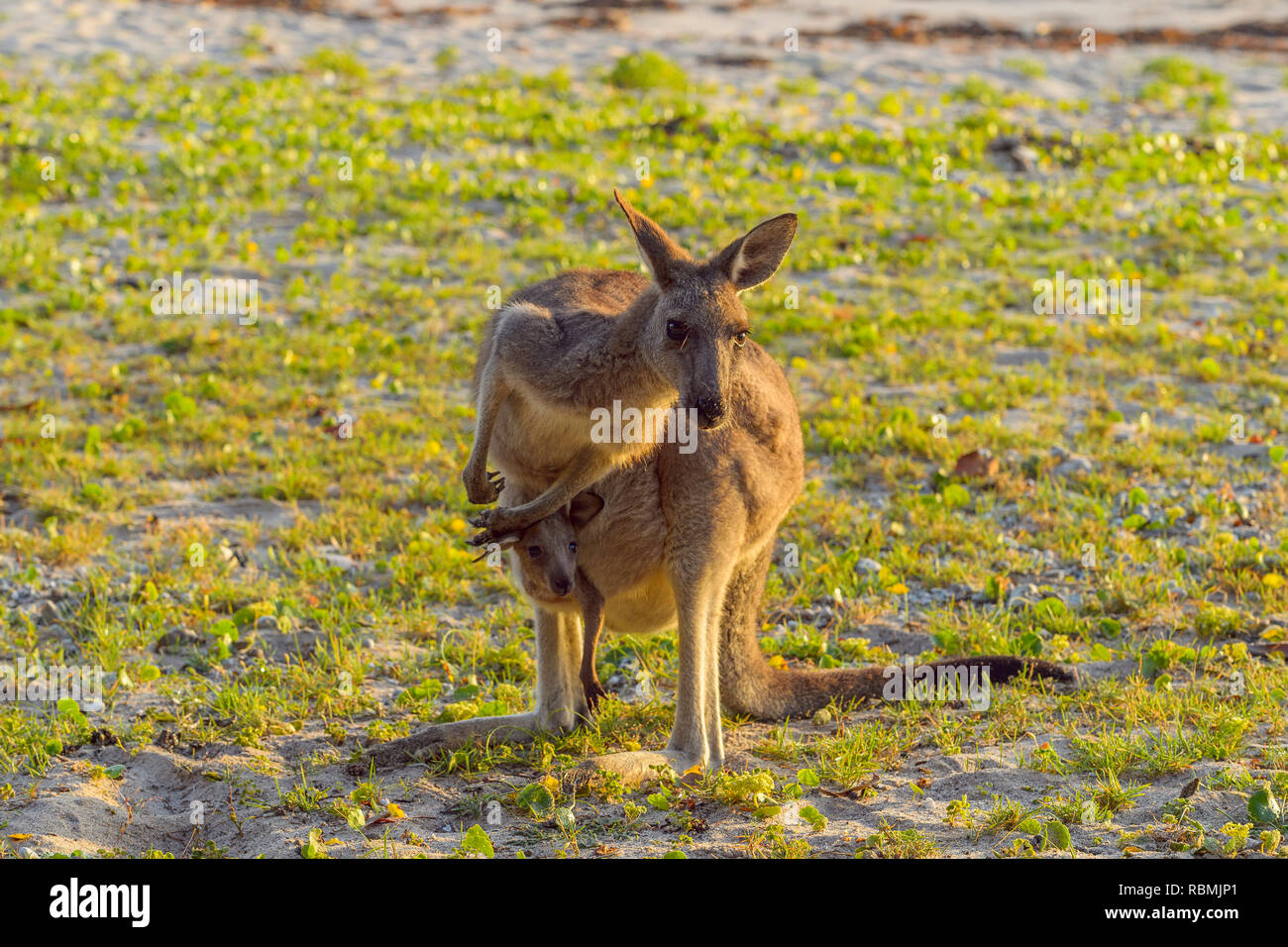 Baby kanguru hotsell
