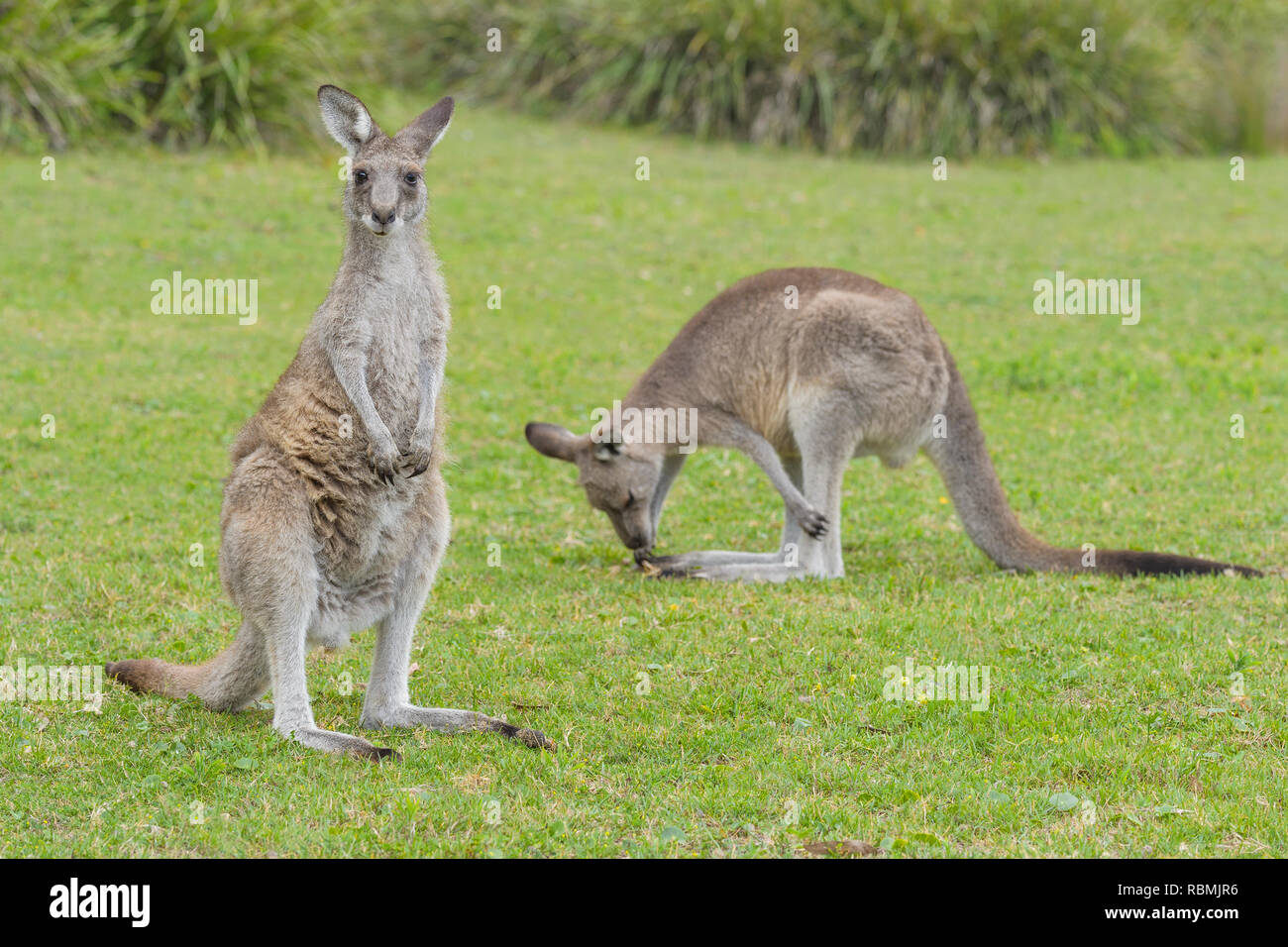 National animal of wales hi-res stock photography and images - Page 27 -  Alamy
