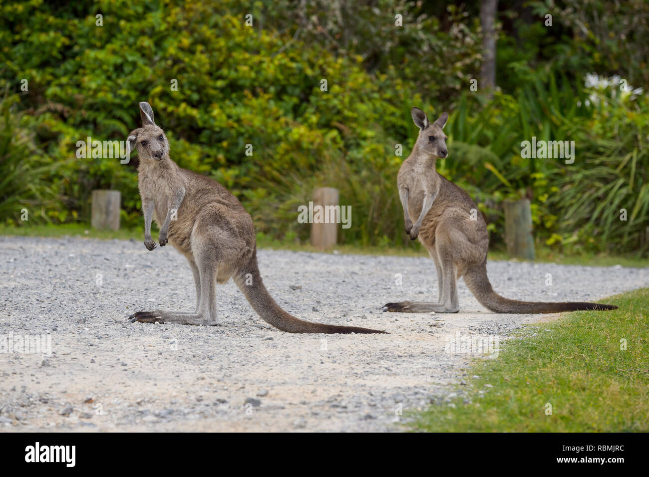 Grey Kangaroo, Macropus giganteus, two Animals on Road, Murramarang National Park, New South Wales, Australia Stock Photo