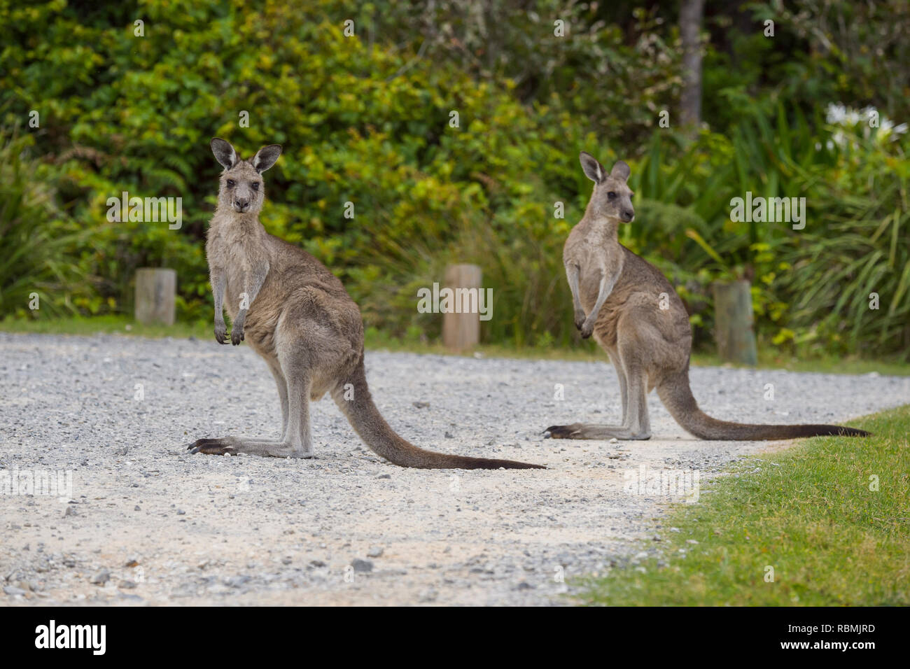 Grey Kangaroo, Macropus giganteus, two Animals on Road, Murramarang National Park, New South Wales, Australia Stock Photo