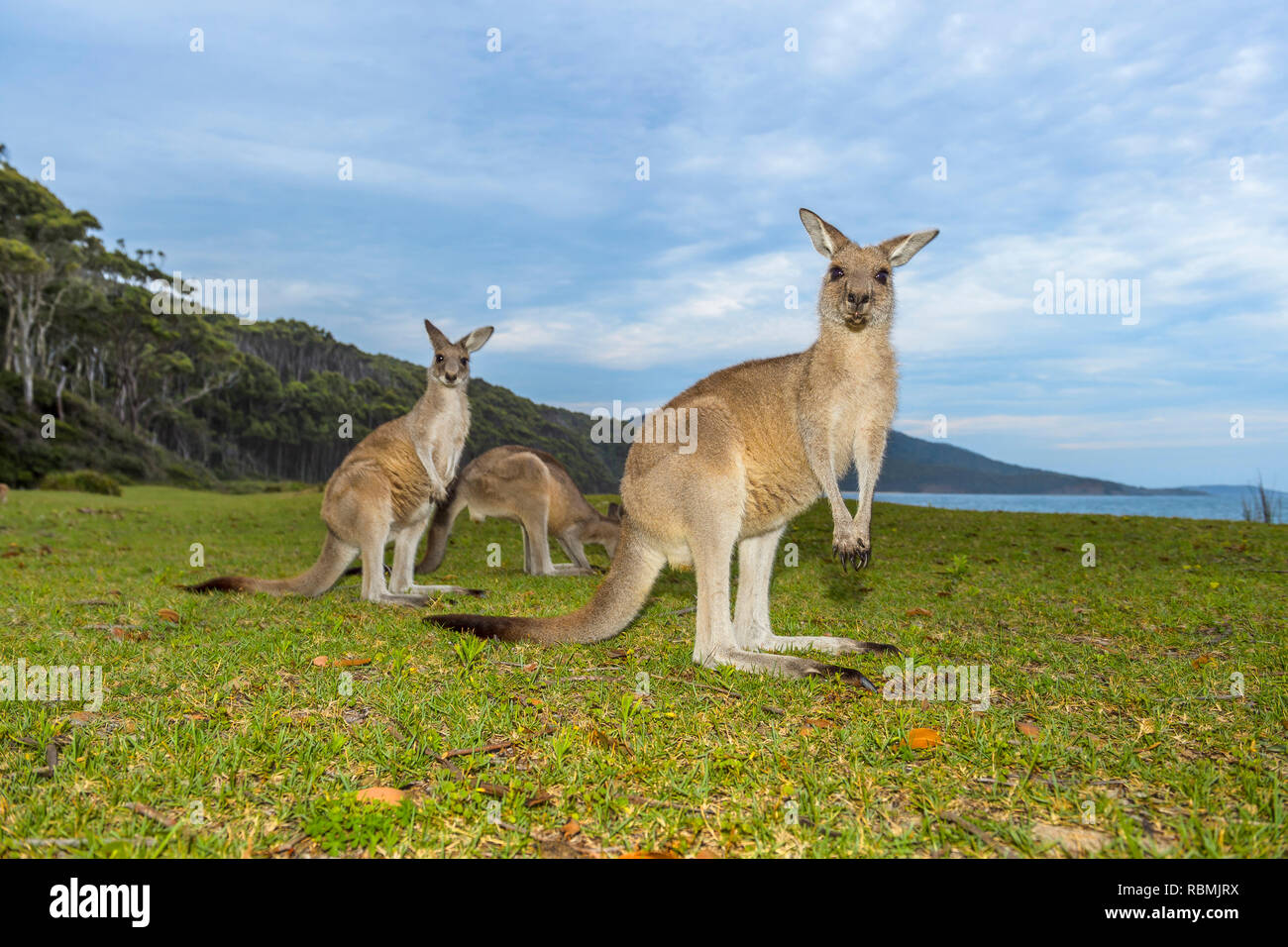 Grey Kangaroo, Macropus giganteus, tree Animals, Murramarang National Park, New South Wales, Australia Stock Photo