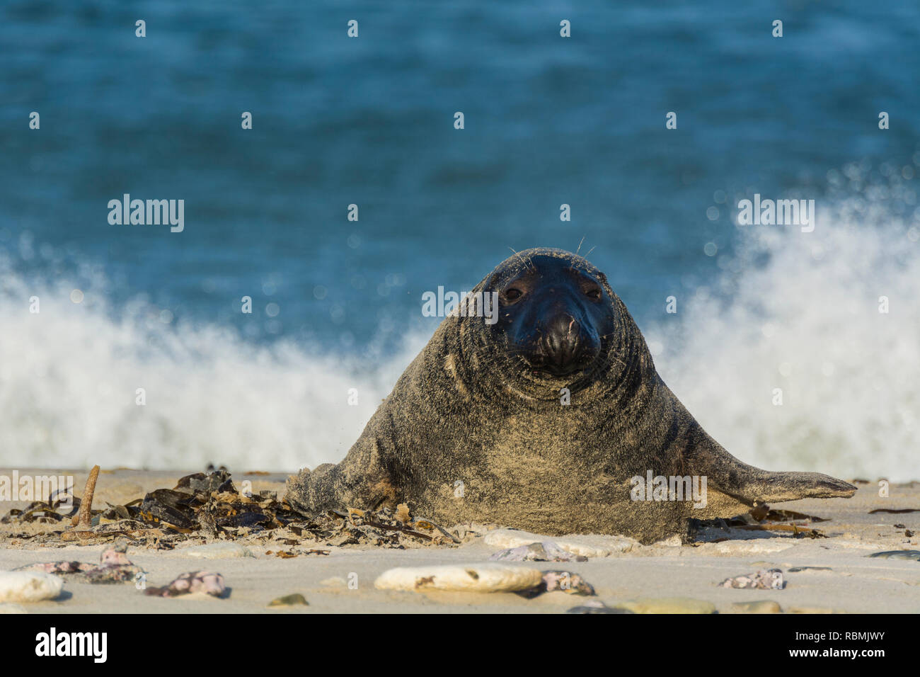 Grey Seal, Halichoerus grypus, Male on the Beach, Europe Stock Photo