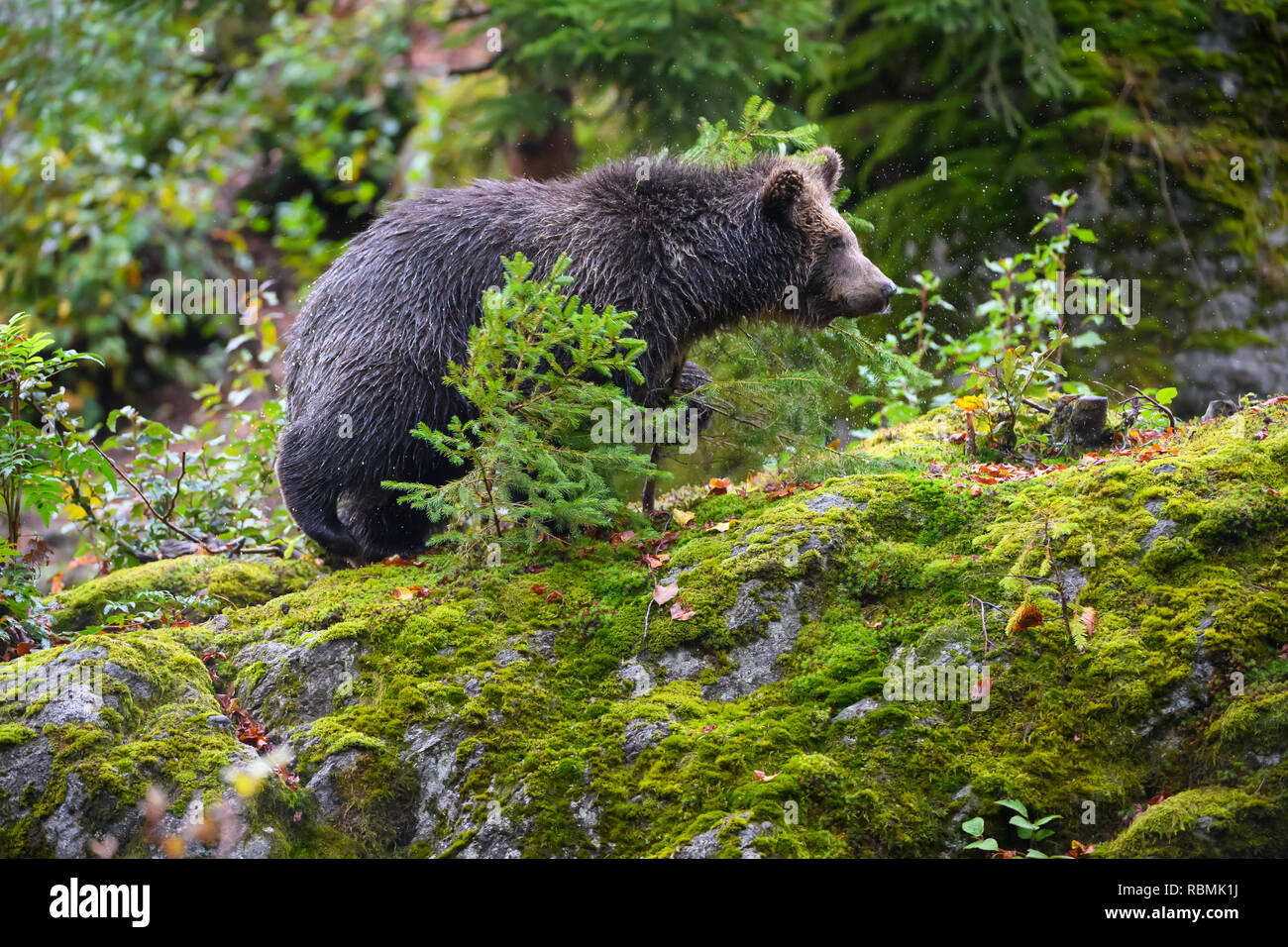 Brown Bear, Ursus arctos, Cub, Bavaria, Germany Stock Photo - Alamy