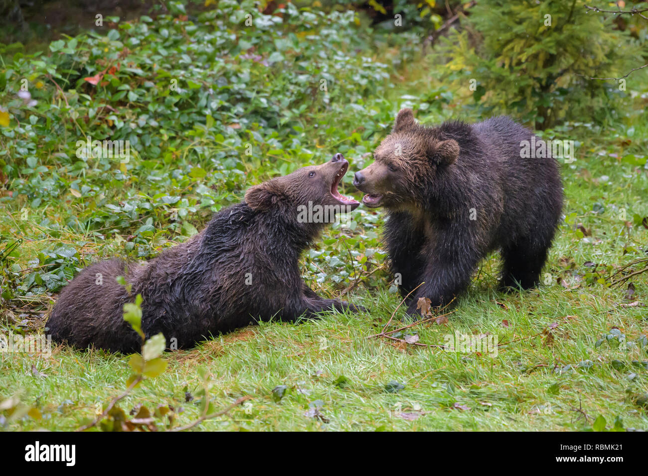 Brown Bear, Ursus arctos, Cubs fletching teeth, Bavaria, Germany Stock Photo