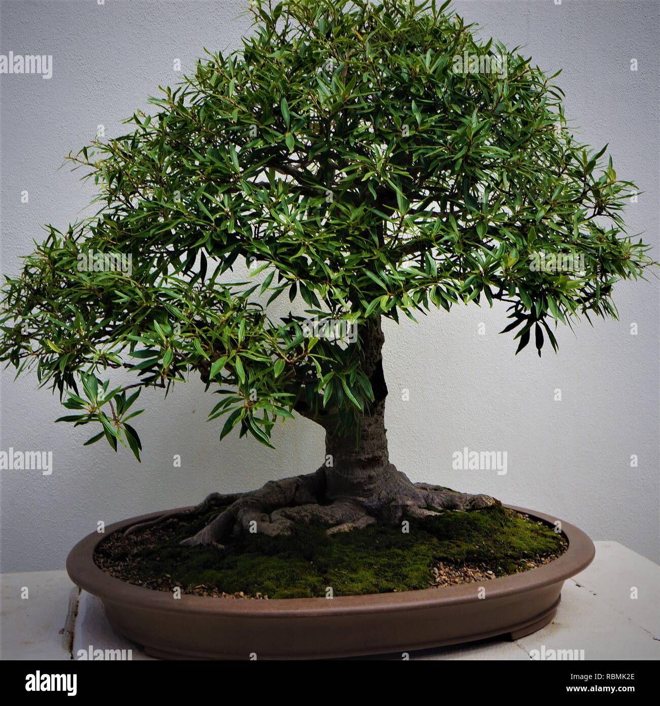 Karate kid tree hires stock photography and images Alamy