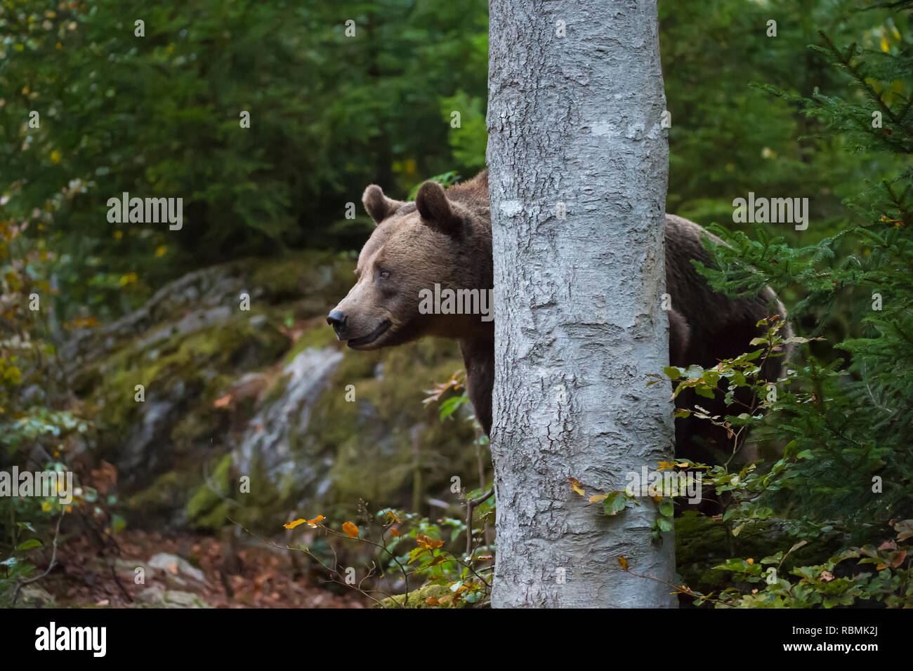 Brown Bear, Ursus arctos, Bavaria, Germany Stock Photo Alamy