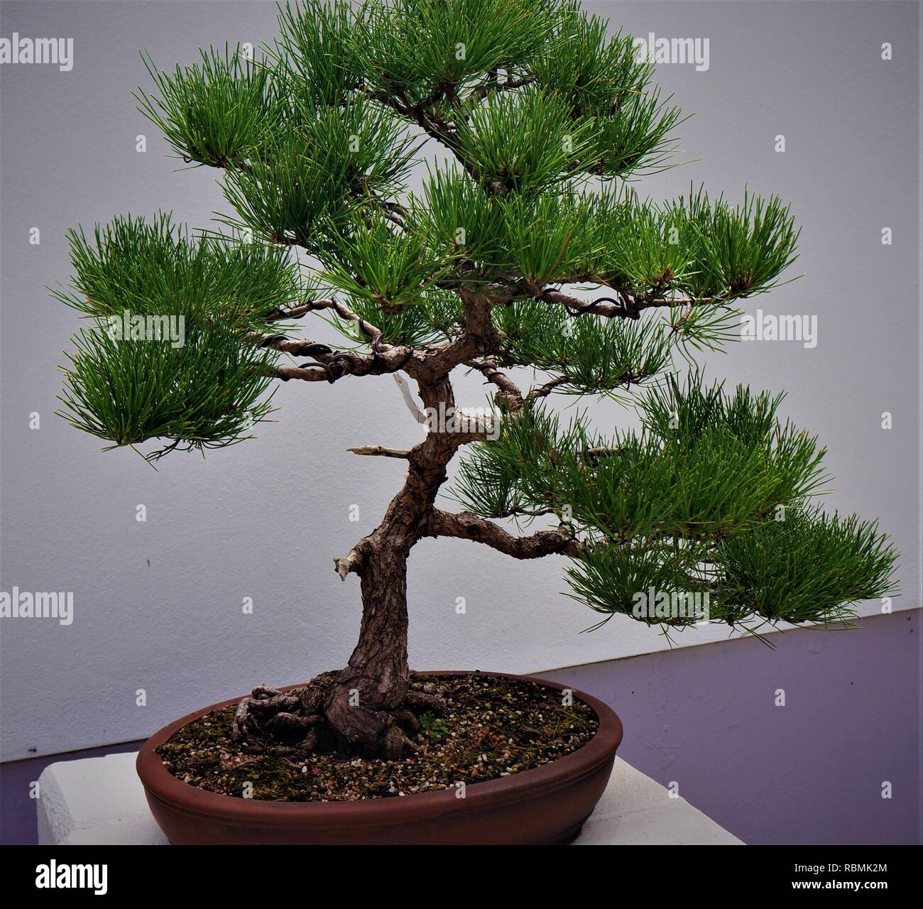 Karate kid tree hires stock photography and images Alamy