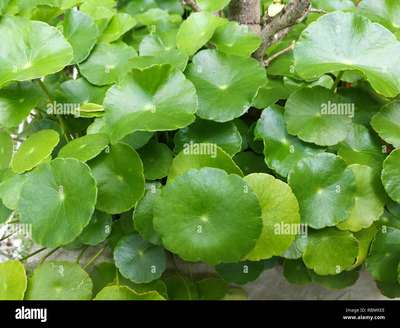 Asiatic Leaves - Green Leaf in the garden / Beautiful circle green leaves of asiatic leaves herb Centella asiatica Urban or Asiatic Pennywort Stock Photo