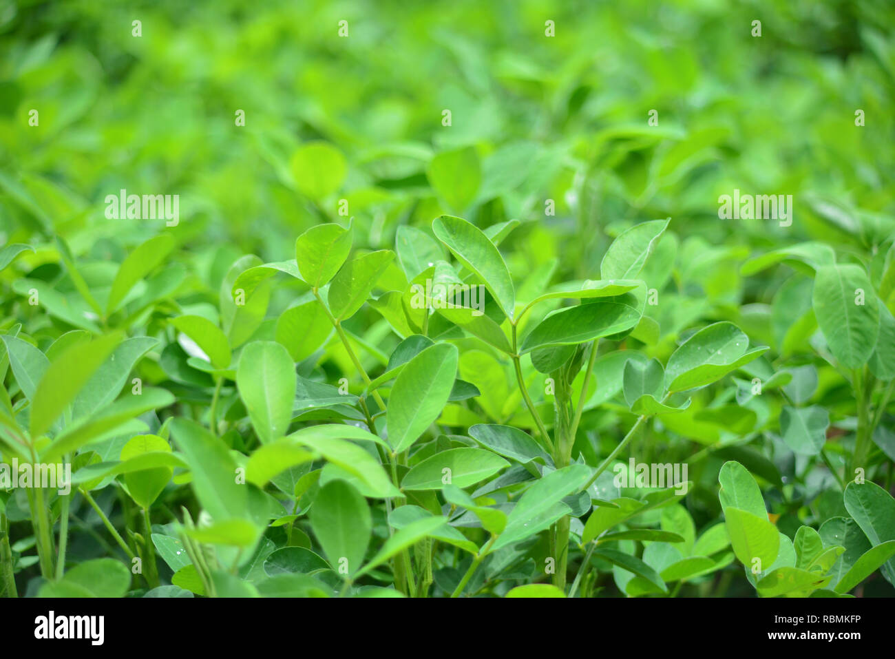 peanuts field / agriculture of peanut field seedlings plant on soil