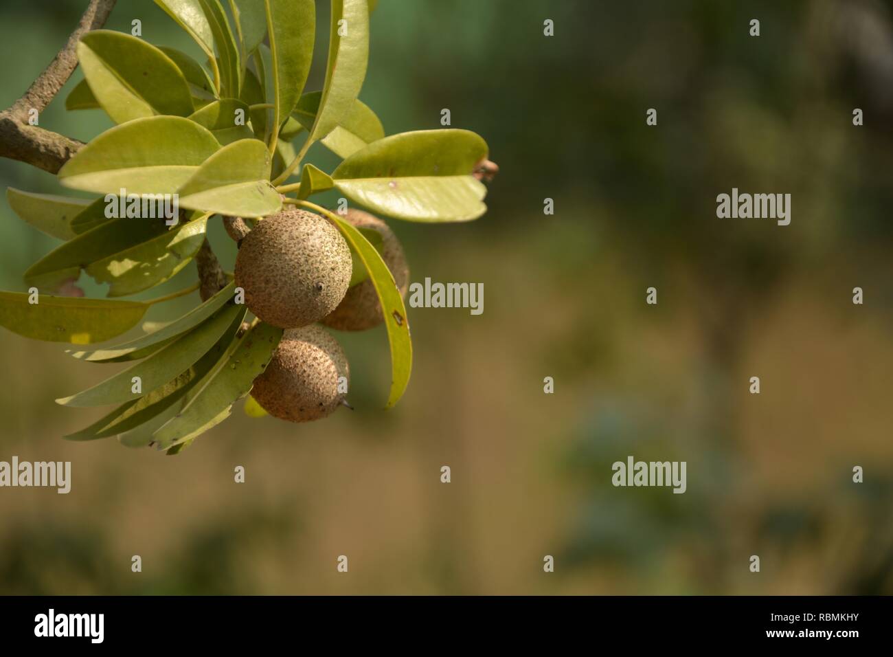 Some beautiful  small Manilkara zapota, commonly known as sapodilla or chikoo with green leaves growing in the plant in garden with blur background Stock Photo