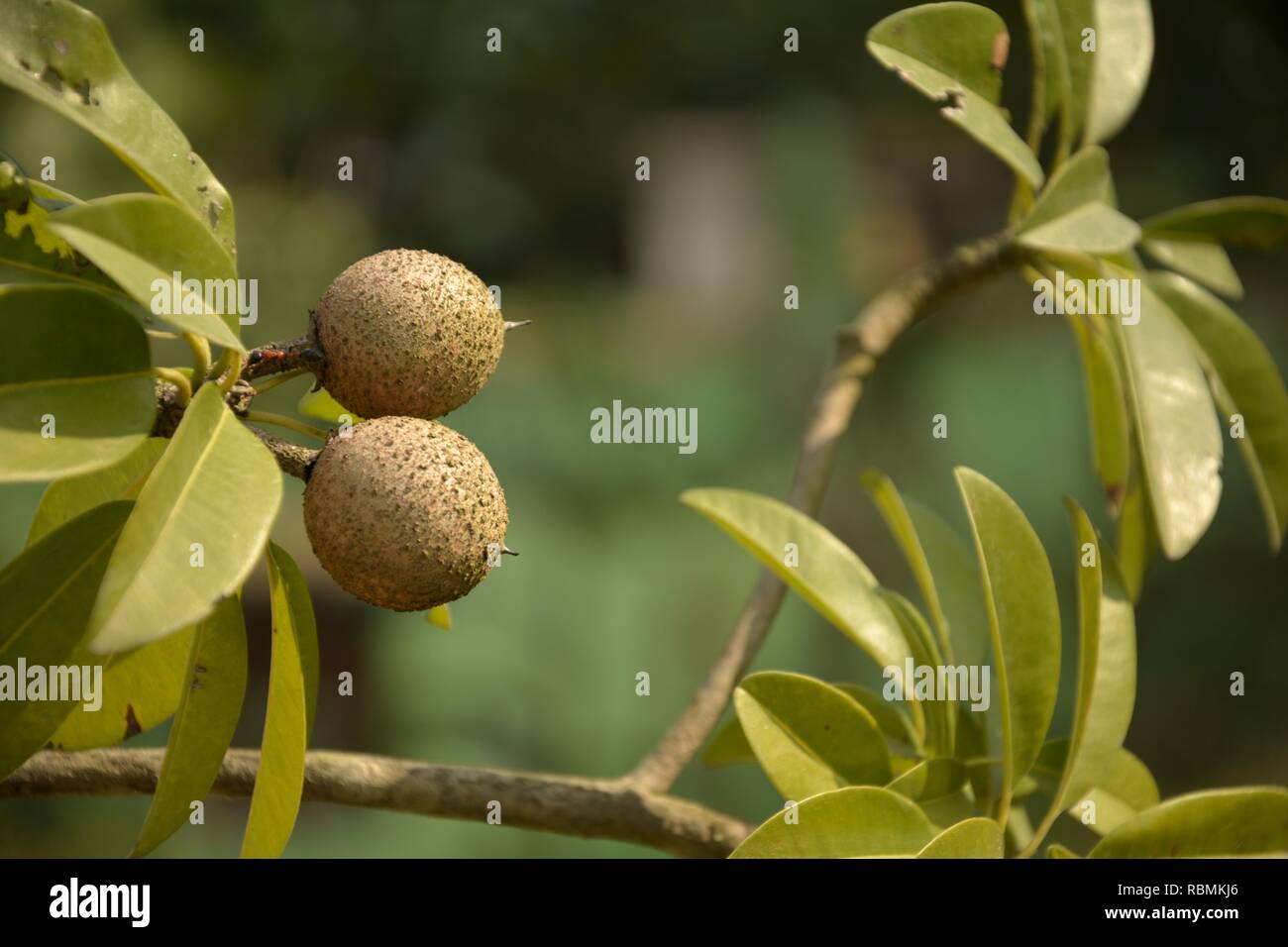 Some beautiful  small Manilkara zapota, commonly known as sapodilla or chikoo with green leaves growing in the plant in garden with blur background Stock Photo