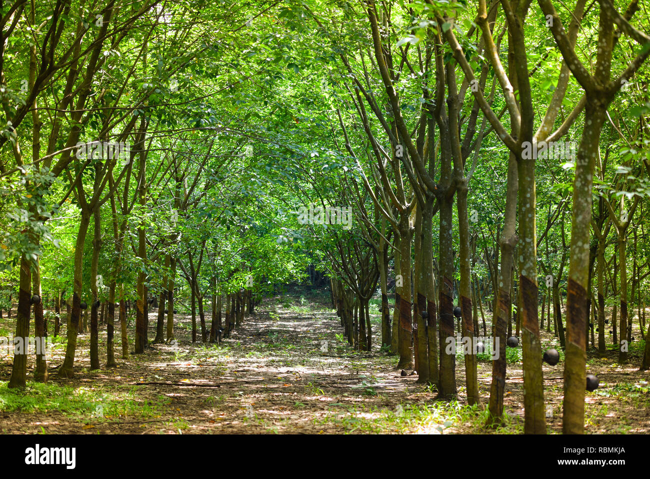Rubber plantation / Agriculture of rubber trees forest in asia rubber