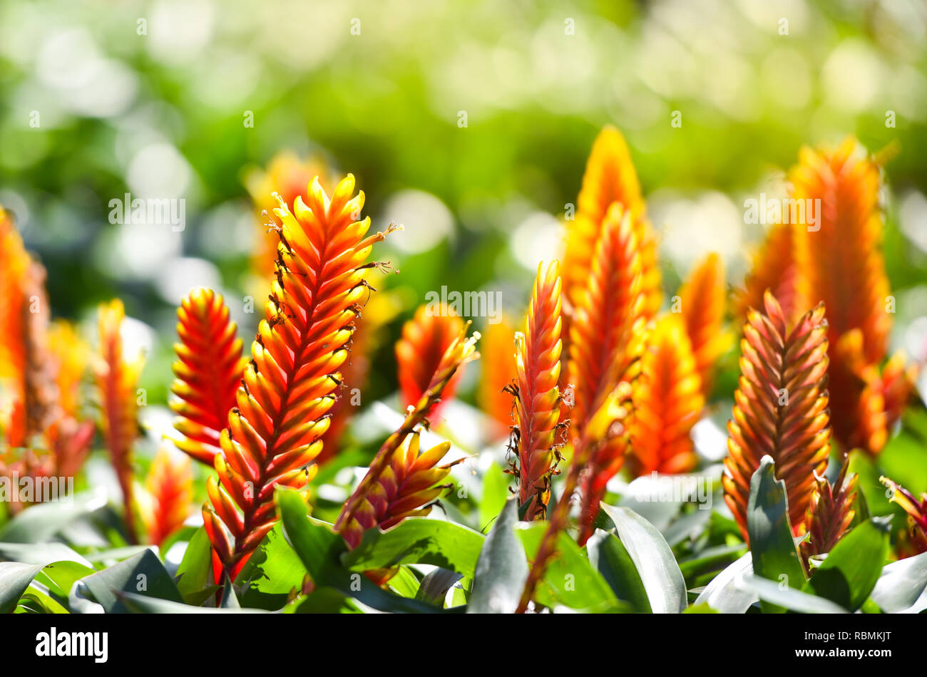Bromeliad flower / Beautiful orange red and yellow bromeliad in garden nursery on green plants background Stock Photo
